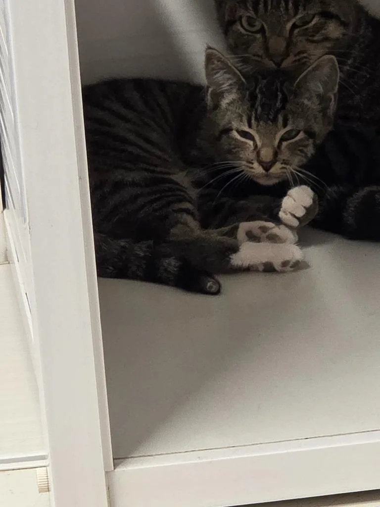 A young medium-sized male Domestic Short Hair cat named Oobie for adoption in Athens, TN