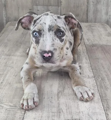 An adult small-sized male Catahoula Leopard Dog dog named Chevy for adoption in Shreveport, LA