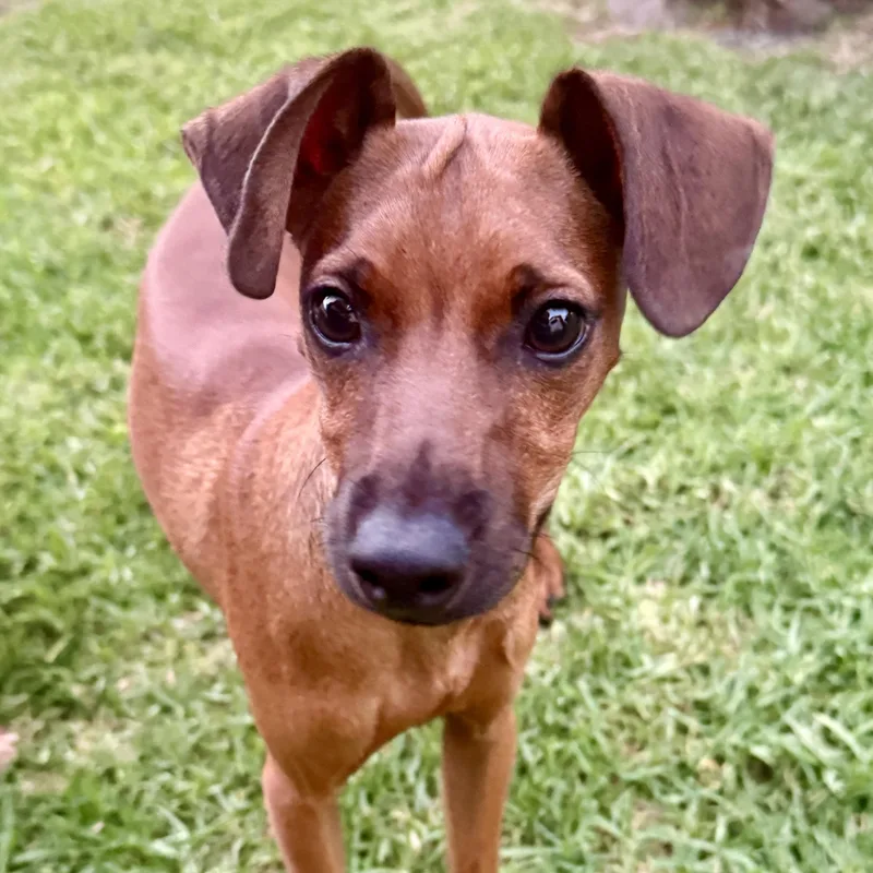Bobby