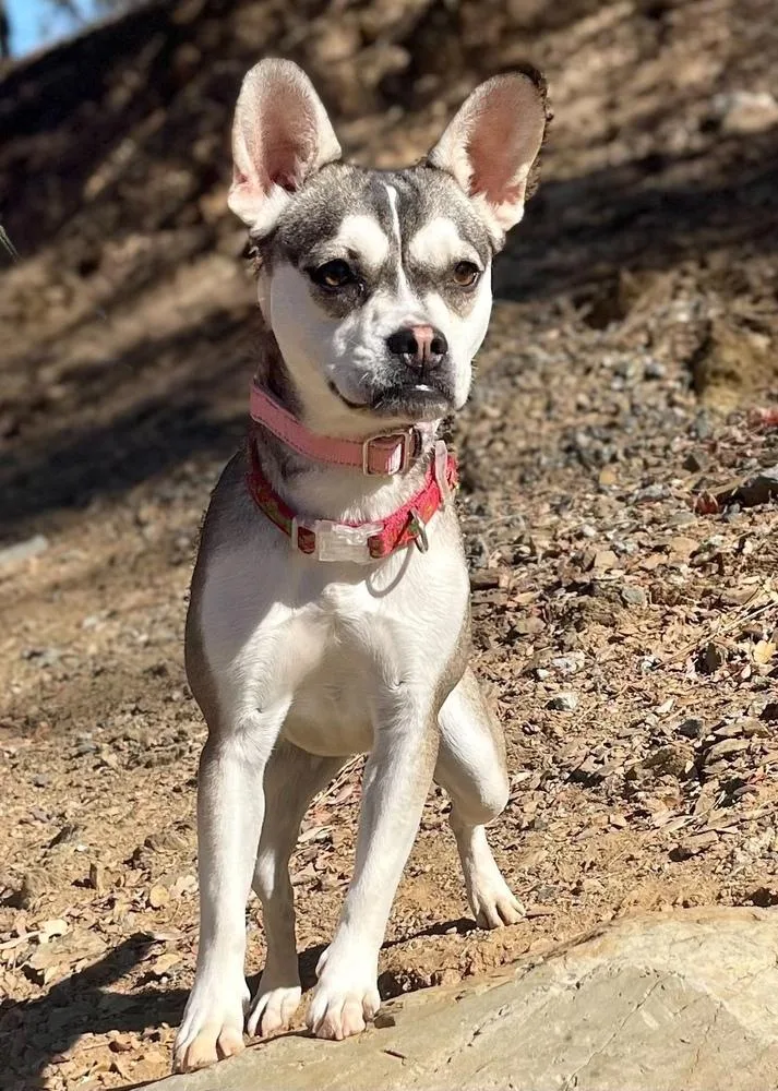 A young small-sized female Boston Terrier dog named Nora for adoption in Jamestown, CA