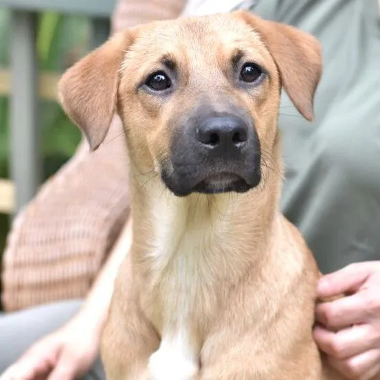 A young medium-sized female Labrador Retriever dog named Mika for adoption in Conroe, TX
