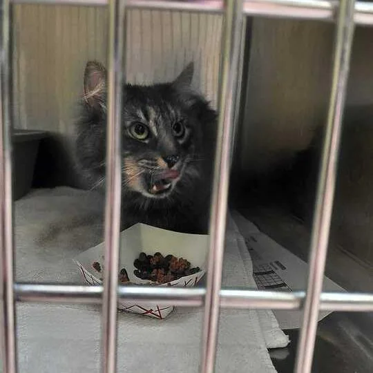 An adult small-sized male Gray / Blue / Silver Domestic Medium Hair cat named Sebastian for adoption in Perkiomenville, PA
