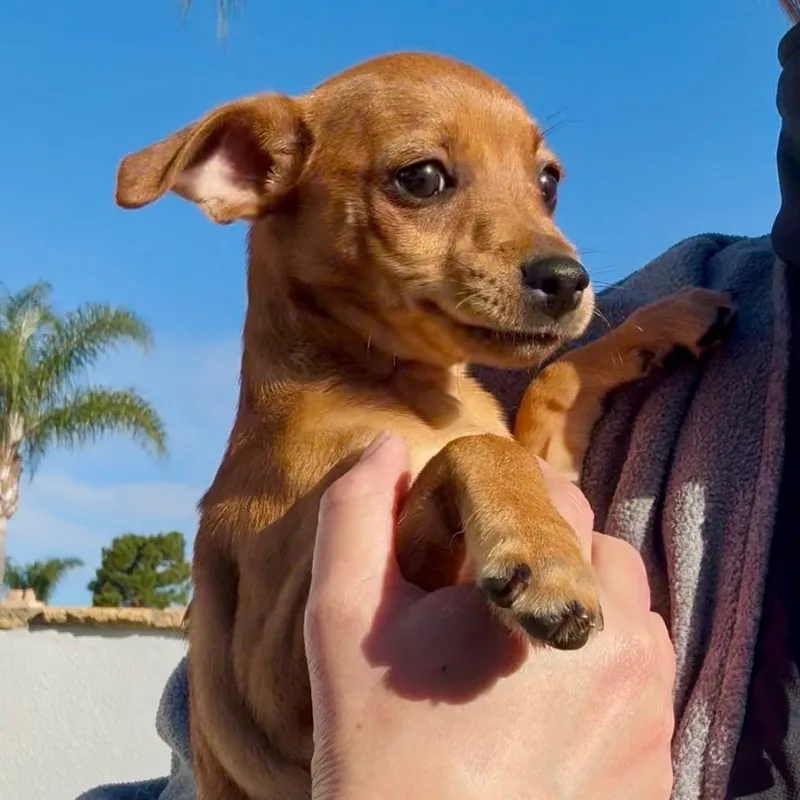 Violet  Costa Mesa thumbnail 2