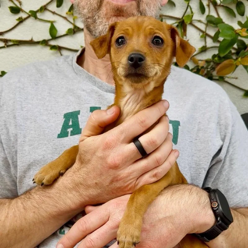 Violet  Costa Mesa thumbnail 3