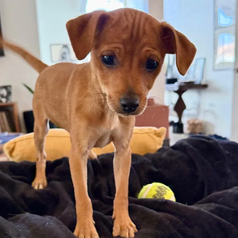 Violet  Costa Mesa thumbnail 5