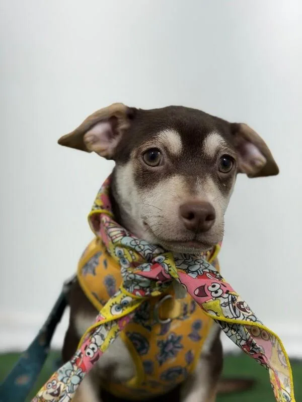 A baby small-sized male Red / Chestnut / Orange Chihuahua dog named Blossom for adoption in Carlsbad, CA