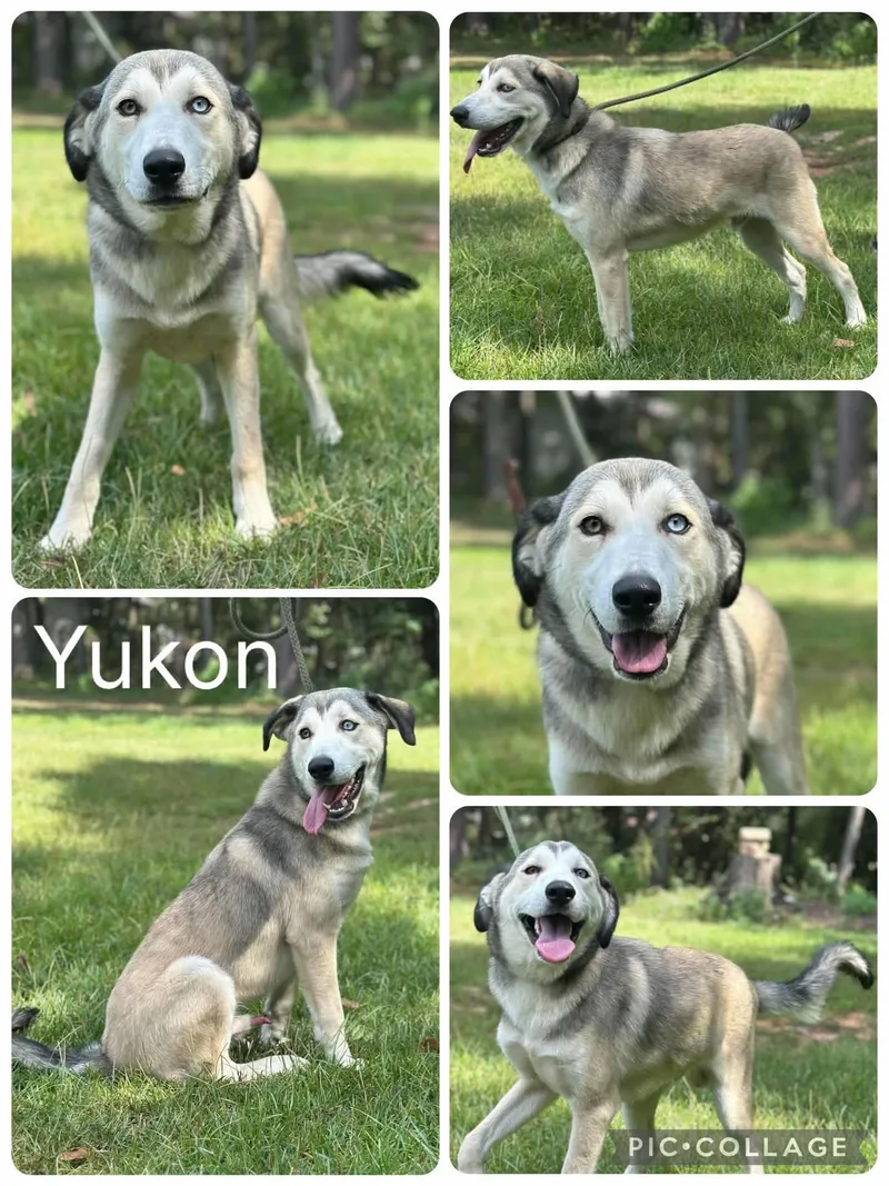 A young medium-sized male Gray / Blue / Silver Husky dog named Yukon for adoption in Enterprise, AL