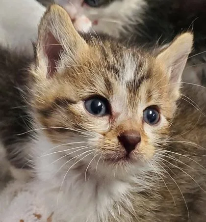 A young small-sized male Domestic Short Hair cat named Pipsqueak for adoption in Kansas City, MO