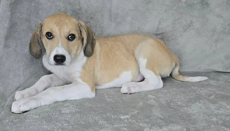 A baby medium-sized male White / Cream Great Pyrenees dog named Ribot for adoption in New York, NY
