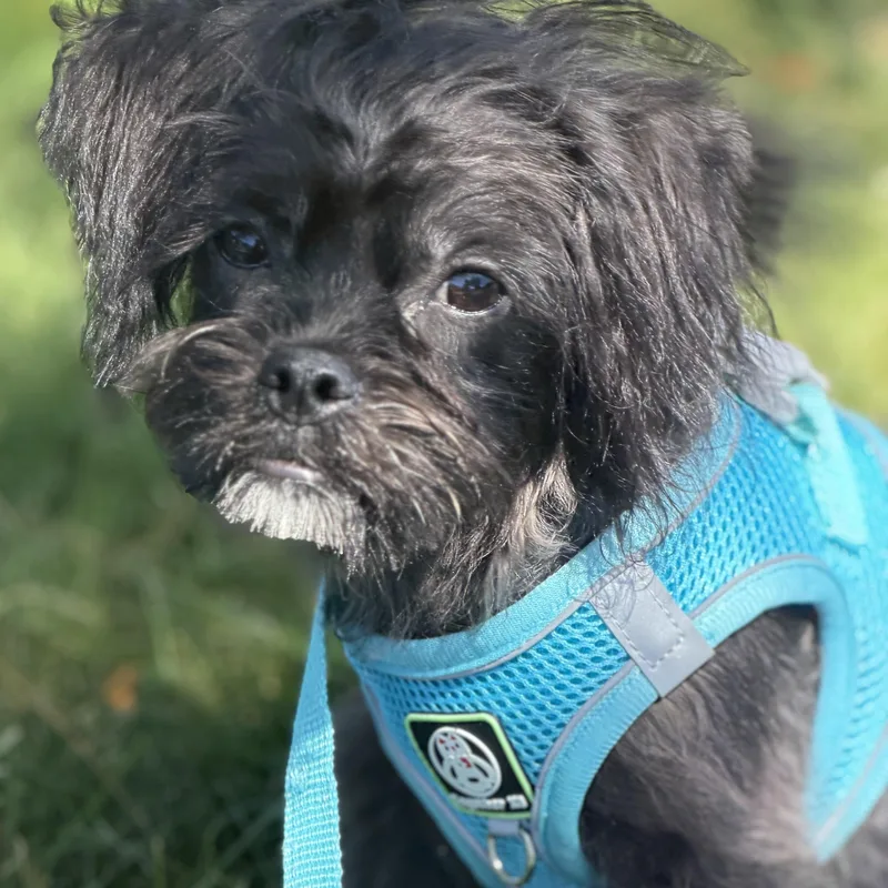 A baby small-sized male Black Brussels Griffon dog named Mr. Itty Bitty Omen for adoption in Ridgefield, WA