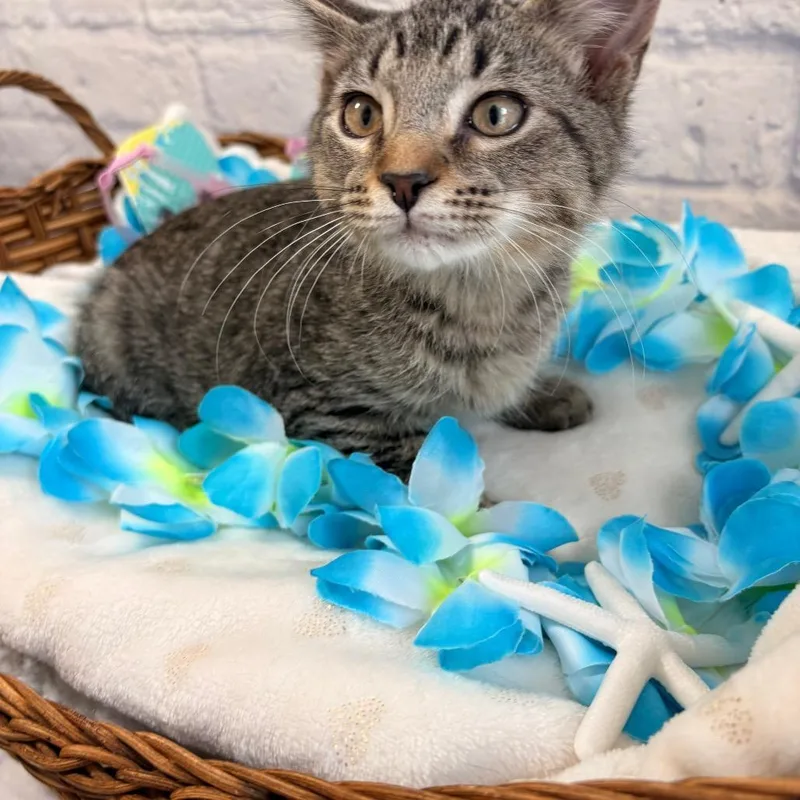 A baby small-sized male Brown / Chocolate Domestic Short Hair cat named Miles for adoption in Harrisonburg, VA