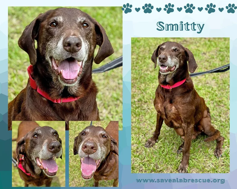 A senior large-sized male Brown / Chocolate Labrador Retriever dog named Smitty for adoption in Middletown, RI