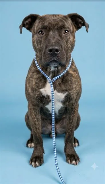 A young medium-sized male Mixed Breed dog named Mtn Dew Blast for adoption in Jacksonville, FL