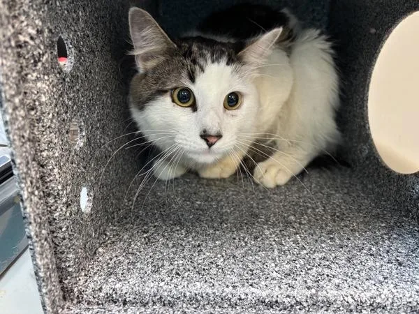 An adult medium-sized male Domestic Medium Hair cat named Butter for adoption in New York, NY