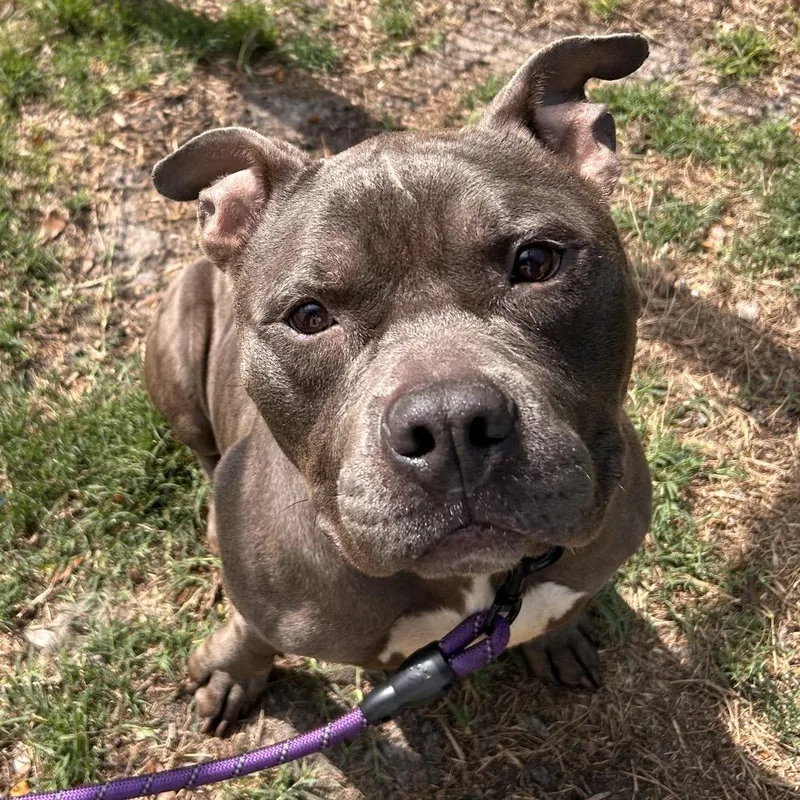 A senior medium-sized male Gray / Blue / Silver Mixed Breed dog named Kimbo for adoption in Jacksonville, FL