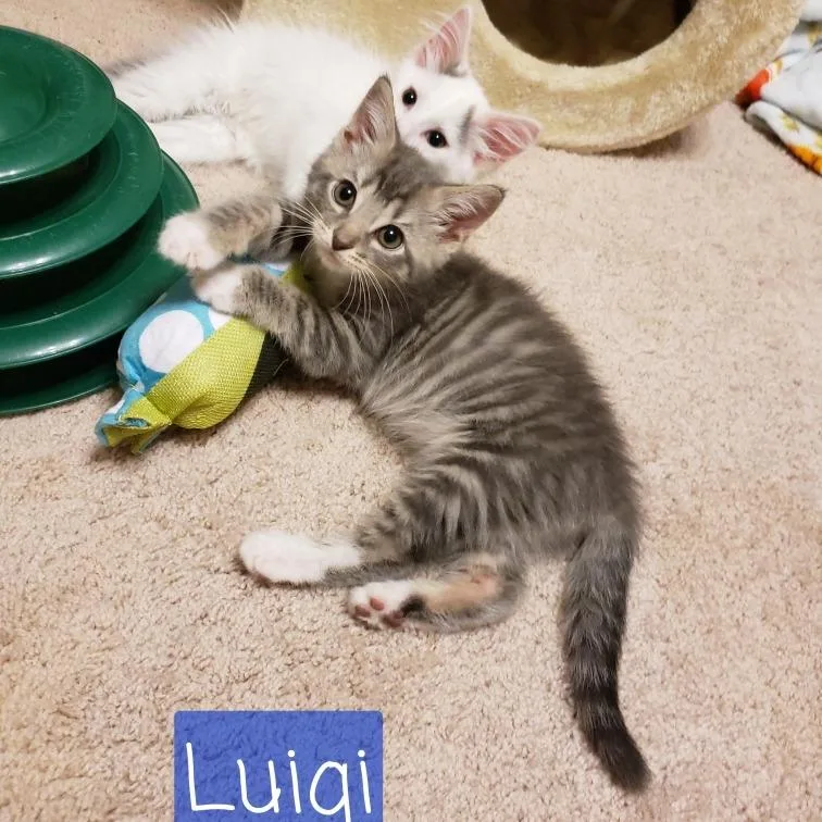 A baby small-sized male Gray / Blue / Silver Domestic Short Hair cat named Luigi for adoption in Carmel, IN