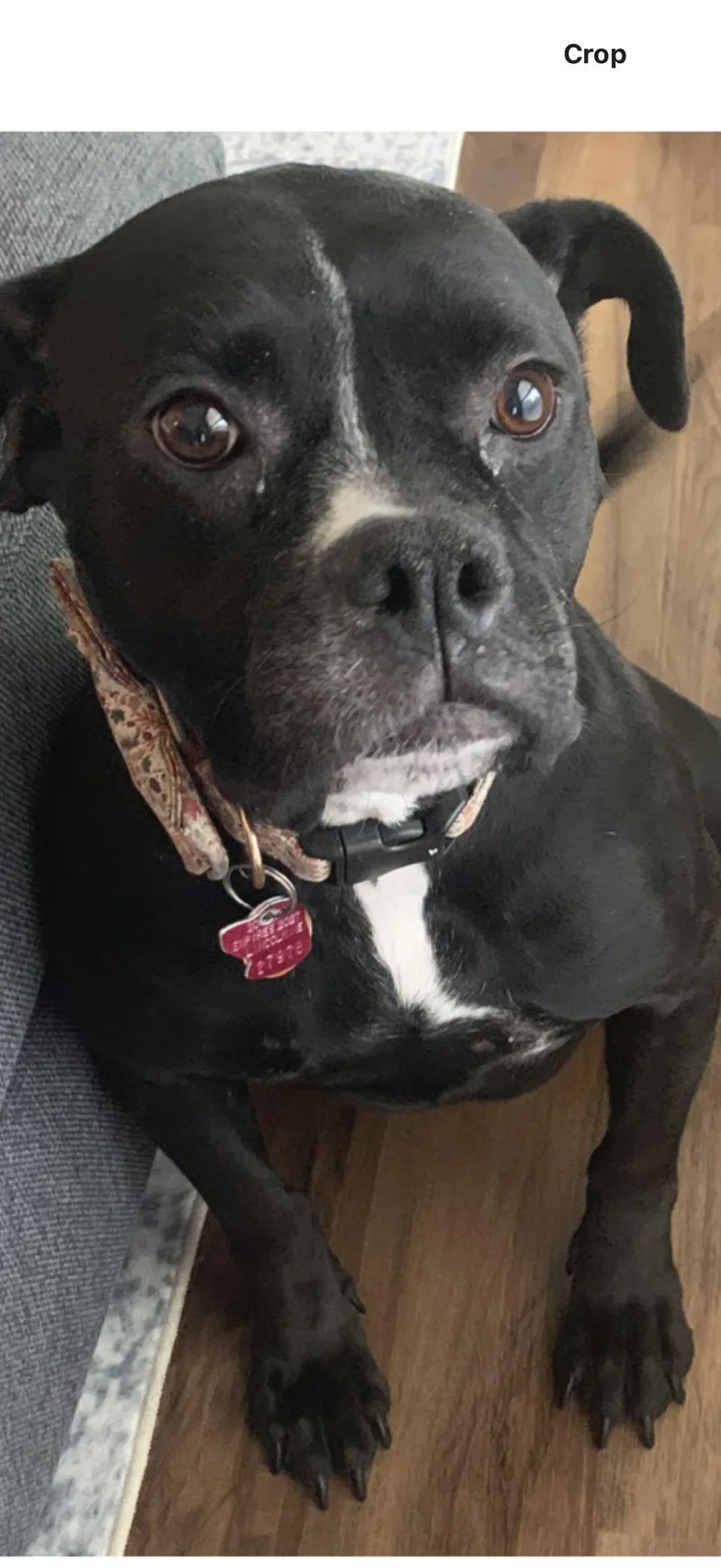 An adult medium-sized female Boxer dog named Chi Chi for adoption in Omaha, NE