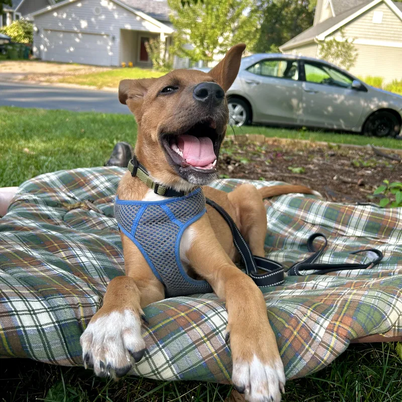 A baby medium-sized male Golden Mixed Breed dog named Jeff for adoption in Prior Lake, MN