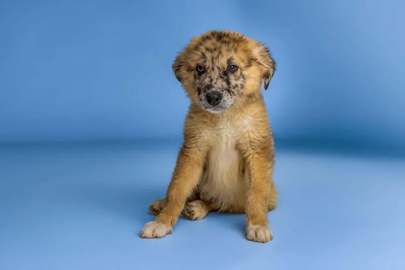 A baby medium-sized male Tricolor (Brown, Black, & White) Catahoula Leopard Dog dog named Woody for adoption in Wolcott, CT