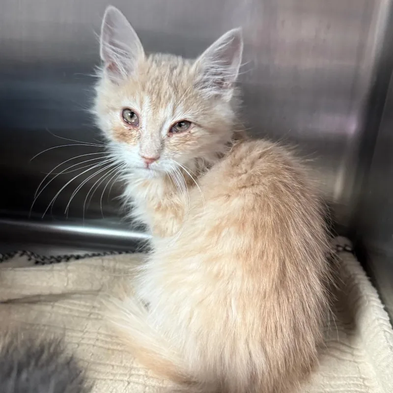 A baby small-sized female Orange / Red Domestic Short Hair cat named Brittany for adoption in Cedaredge, CO