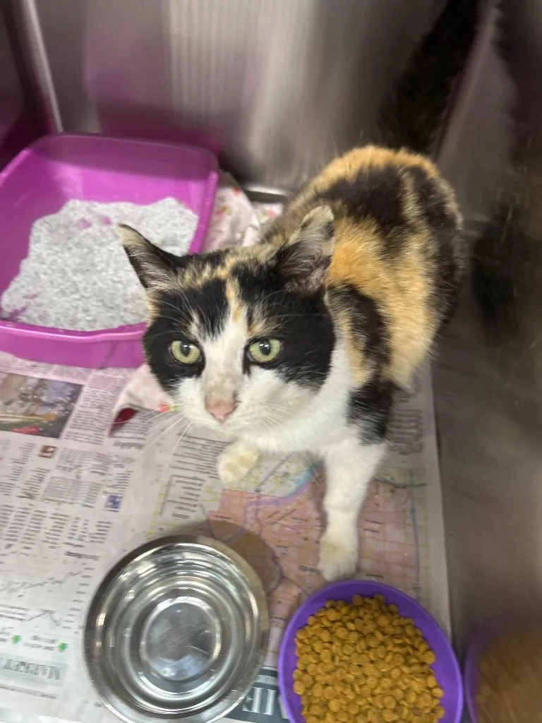 A senior large-sized female Domestic Short Hair cat named Dahlia for adoption in Bryan, OH