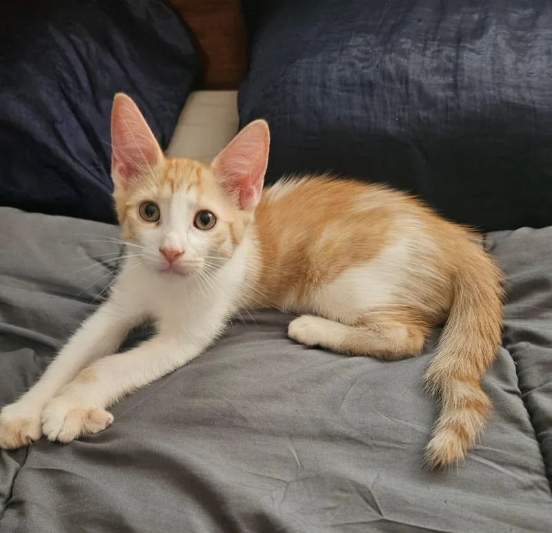 Ginger thumbnail 3