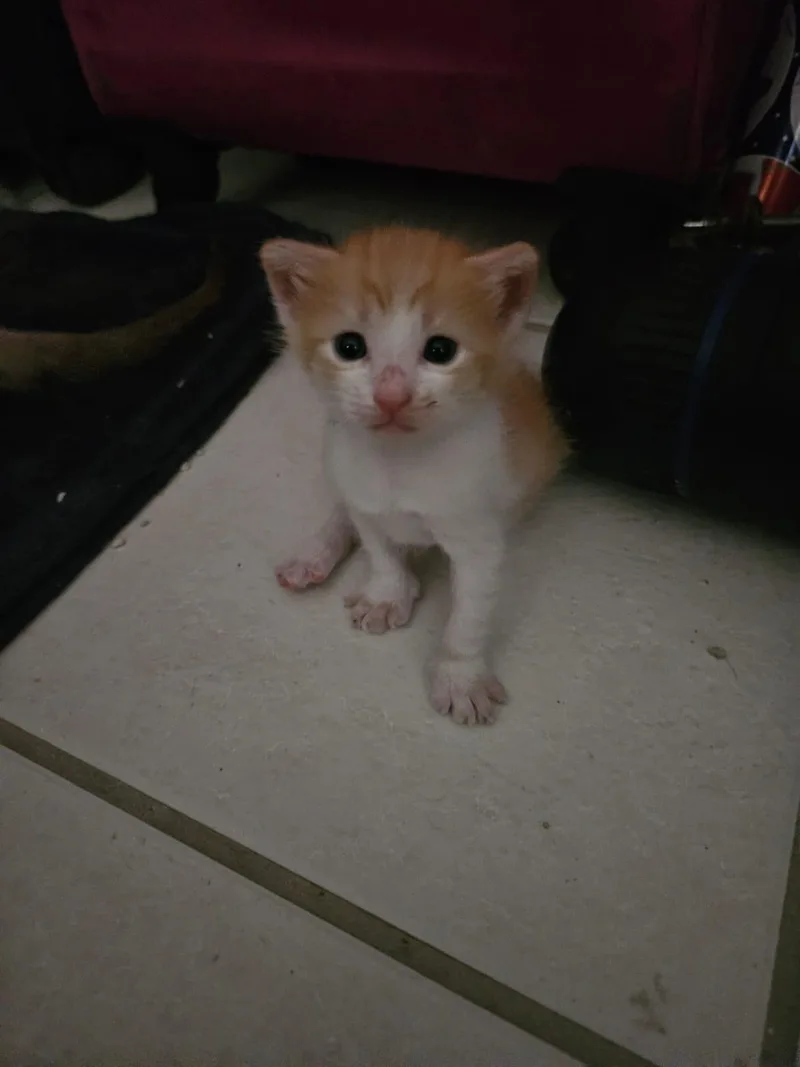 Ginger thumbnail 4