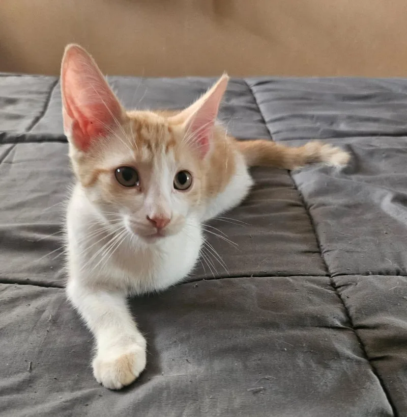 Ginger thumbnail 6