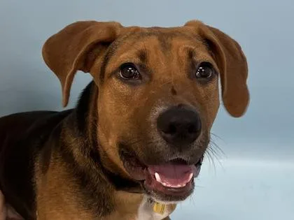 A young large-sized female Beagle dog named Buffy for adoption in Woodbury, MN