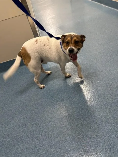 An adult large-sized male Beagle dog named Checker for adoption in Pearland, TX