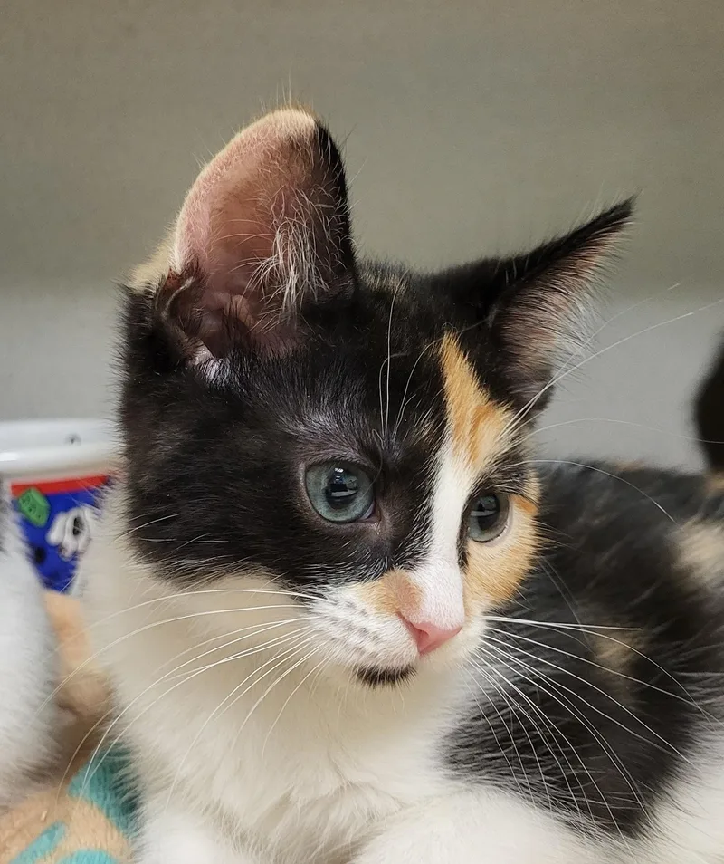 A baby medium-sized female Calico Domestic Short Hair cat named Ygritte for adoption in Grayslake, IL