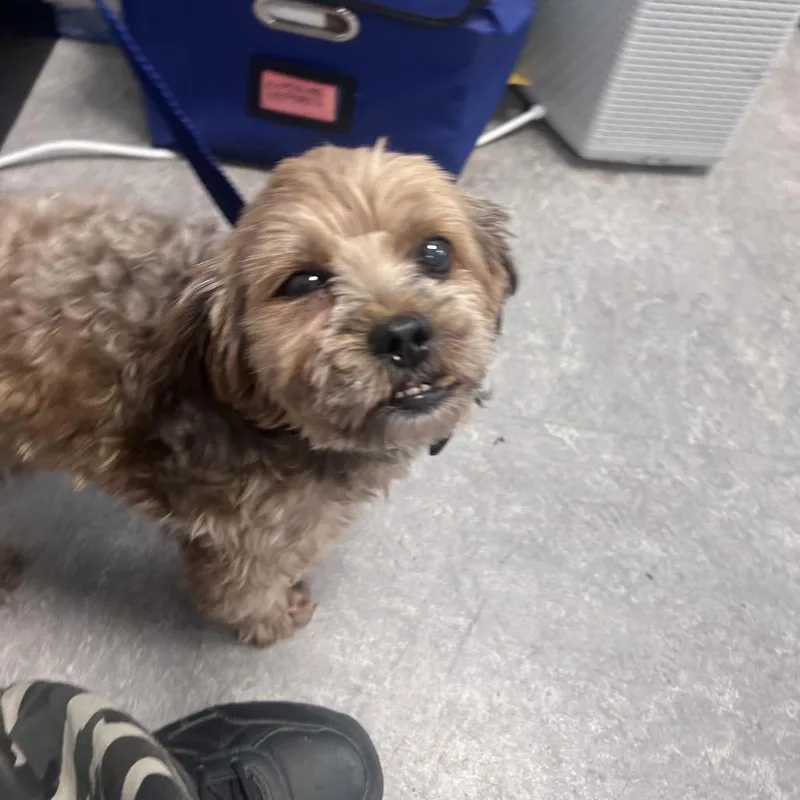 A senior small-sized male Brown / Chocolate Mixed Breed dog named Noah for adoption in Tunkhannock, PA