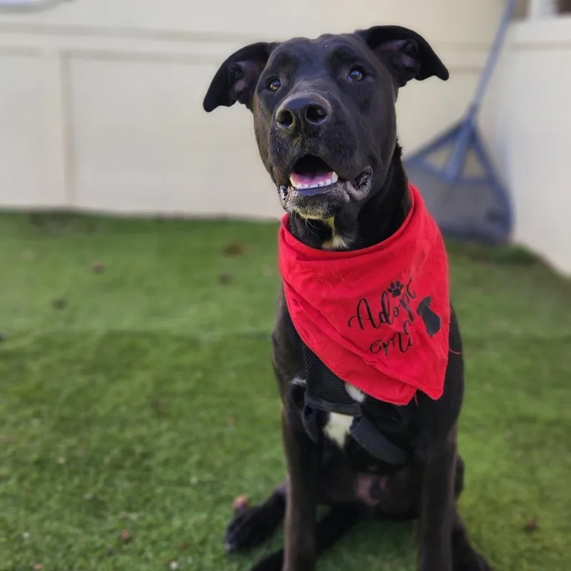 A young large-sized male Black Labrador Retriever dog named Benjamin LK for adoption in Austin, TX