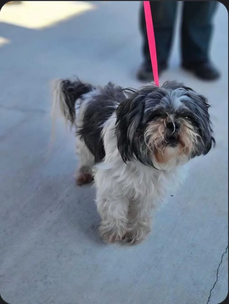 An adult small-sized male Tricolor (Brown, Black, & White) Shih Tzu dog named Fillmore for adoption in Lakeland, FL