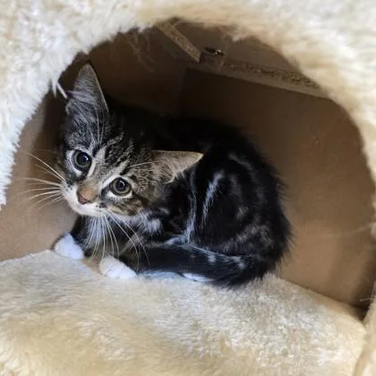 A baby small-sized female Domestic Short Hair cat named Raspberry for adoption in Janesville, WI