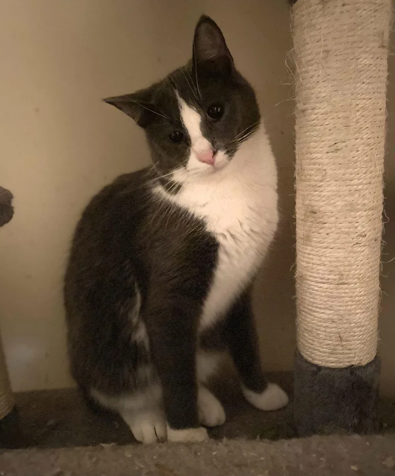 Miss Clio thumbnail 2