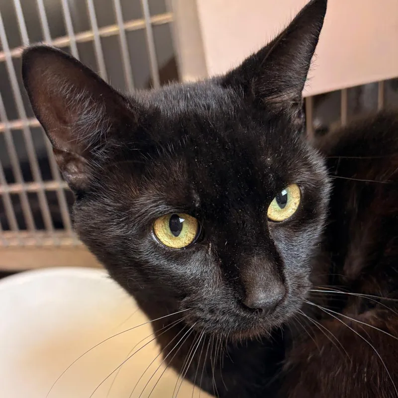 An adult medium-sized male Black Domestic Short Hair cat named Uzi for adoption in Birdsboro, PA