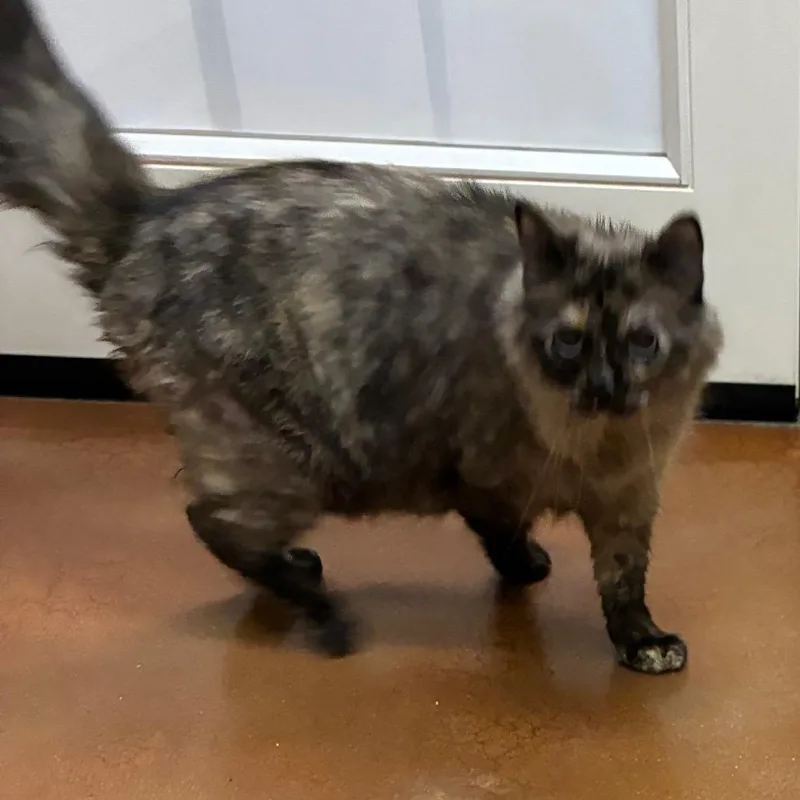 An adult large-sized female Gray / Blue / Silver Siamese cat named Zina for adoption in Santa Barbara, CA
