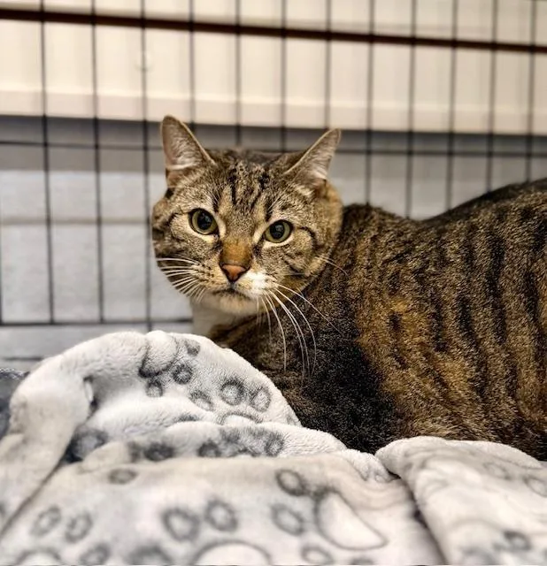 An adult extra large-sized male Tabby (Brown / Chocolate) Domestic Short Hair cat named Kobe for adoption in Winter Haven, FL