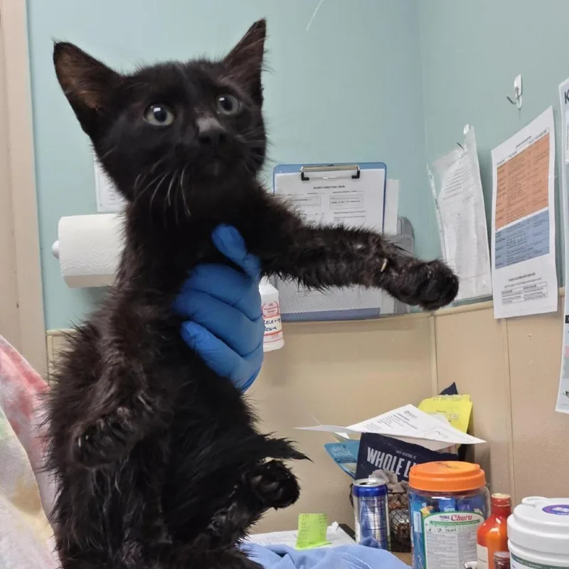 A baby small-sized male Domestic Short Hair cat named Bobbie for adoption in Tacoma, WA