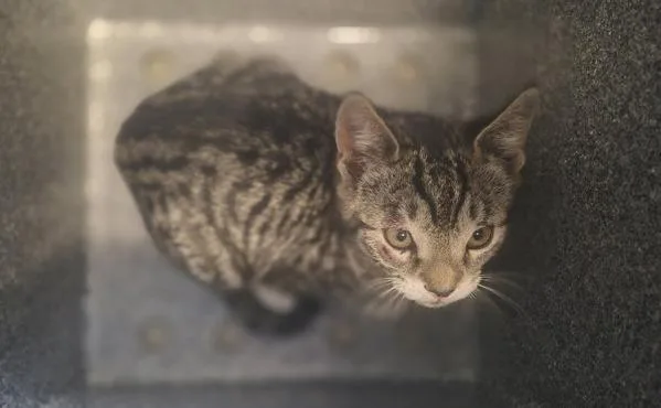 A baby medium-sized female Domestic Short Hair cat named Virgo for adoption in Staten Island, NY