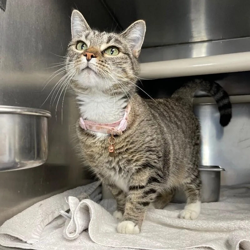 An adult medium-sized female Domestic Short Hair cat named Catia for adoption in Roanoke, VA