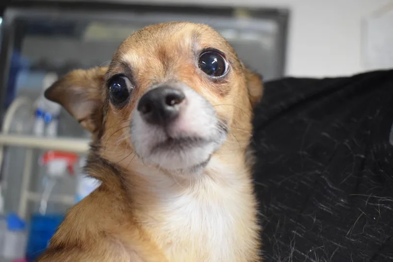 A young small-sized female Chihuahua dog named Lola for adoption in Pahrump, NV