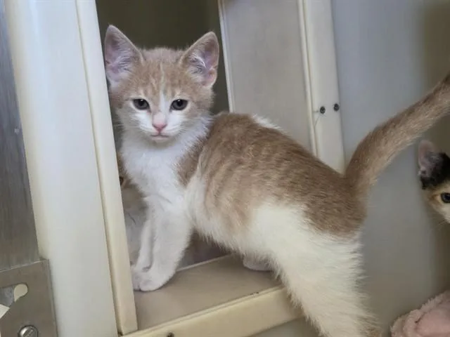 A baby small-sized male Domestic Short Hair cat named Bucky for adoption in Salinas, CA