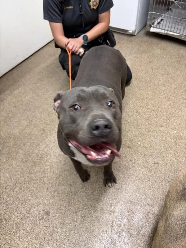 An adult large-sized male Pit Bull Terrier dog named Dodger for adoption in Fruit Heights, UT