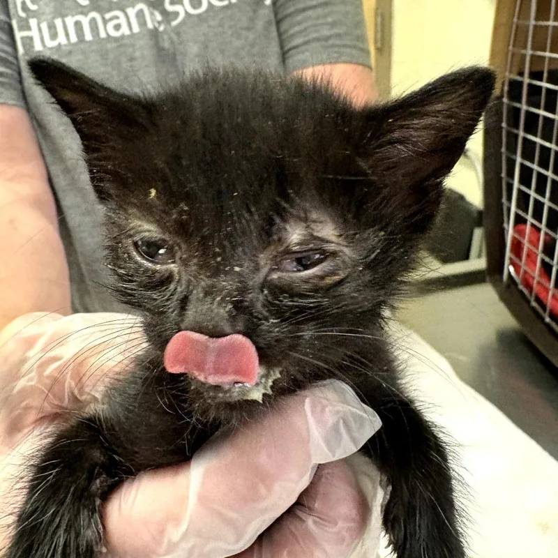 A baby small-sized female Black Domestic Short Hair cat named Ontario for adoption in Asheville, NC