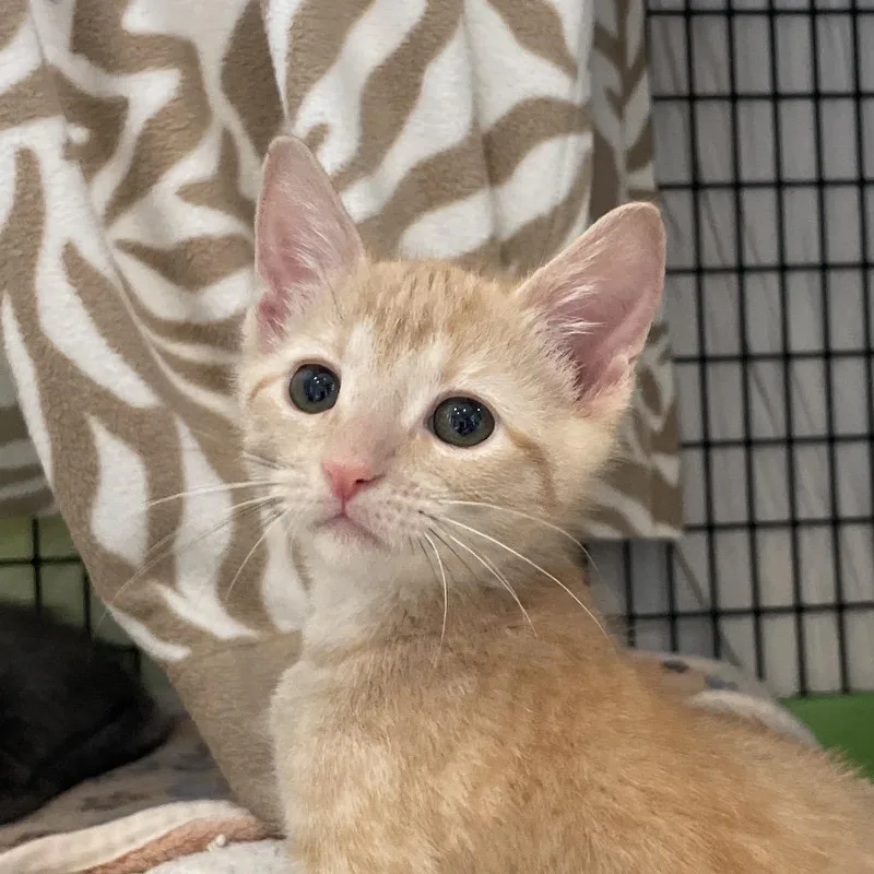 A baby small-sized female Domestic Short Hair cat named Nankin for adoption in Chicago, IL