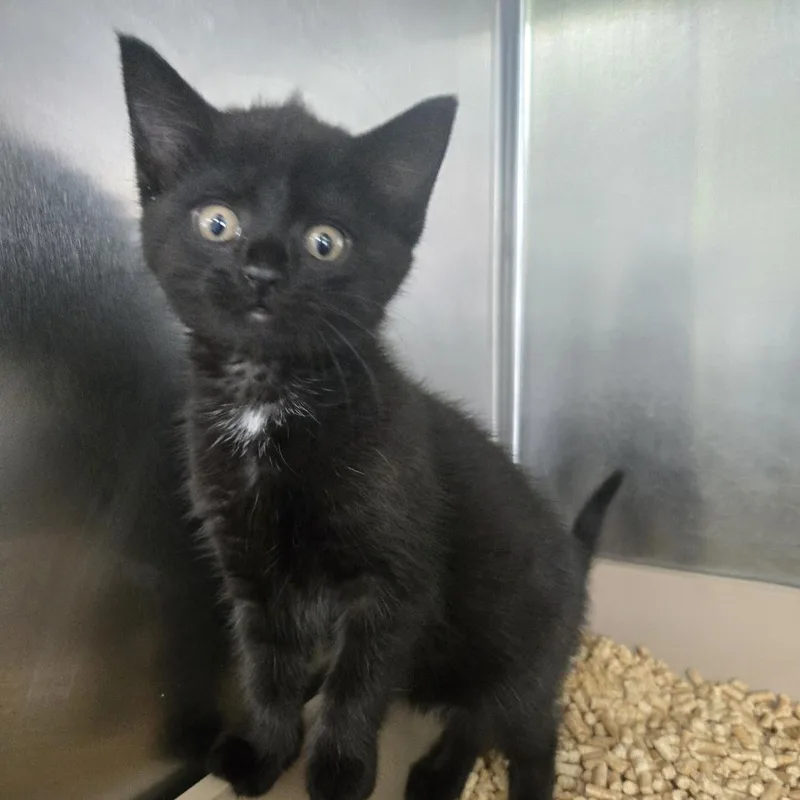 A baby small-sized female Black Domestic Short Hair cat named Virginia for adoption in Tawas City, MI