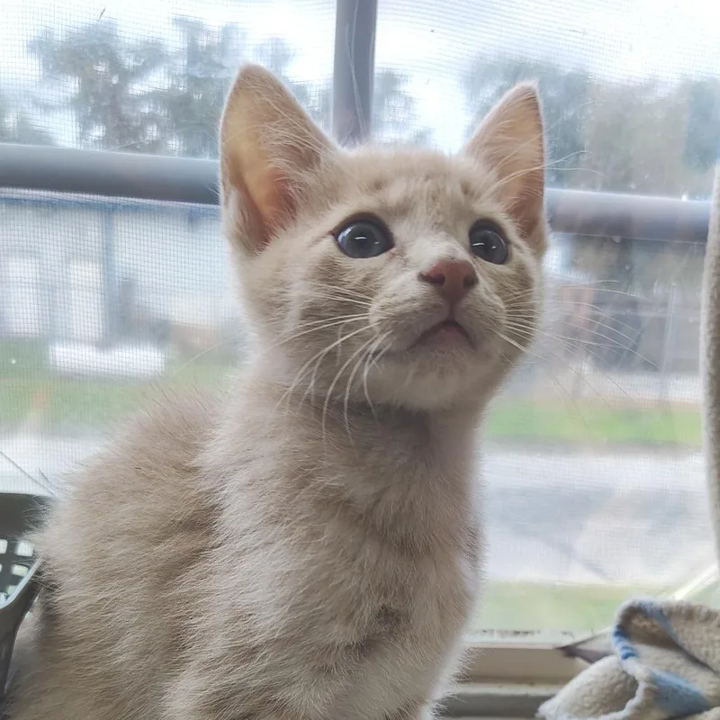 A baby small-sized male Buff / Tan / Fawn Domestic Short Hair cat named Dorito for adoption in Springtown, TX