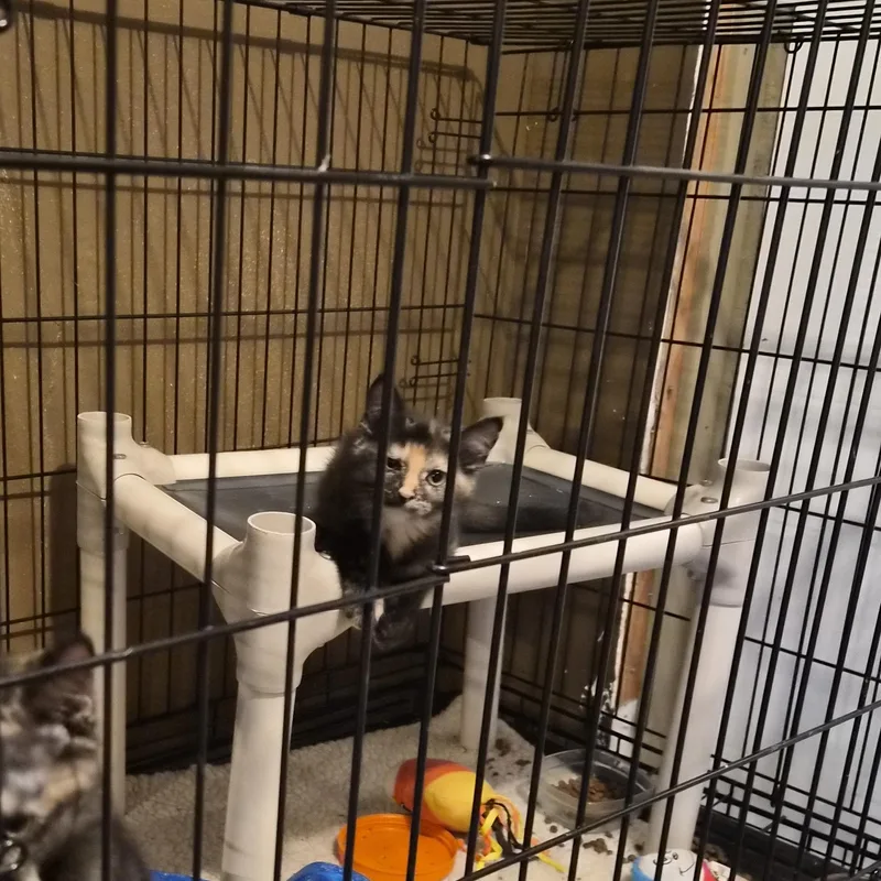 A baby medium-sized female Torbie cat named Terry for adoption in Greeley, CO